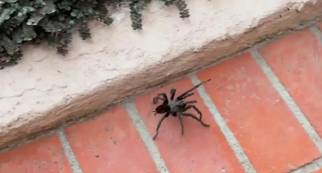 « Un habitant de San Diego capture une tarentule dans un bocal avant de la relâcher après avoir découvert sa destination probable »
