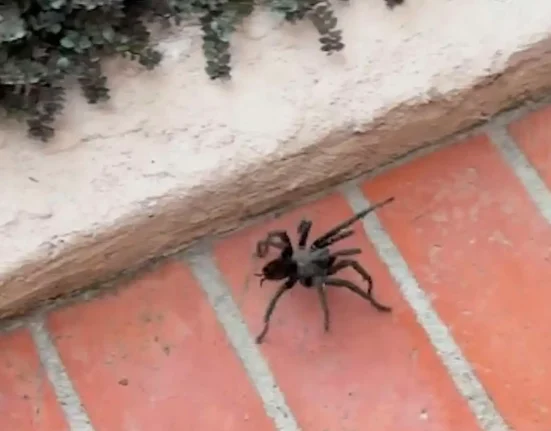« Un habitant de San Diego capture une tarentule dans un bocal avant de la relâcher après avoir découvert sa destination probable »