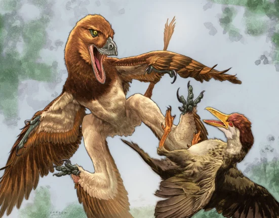 Un nouveau dinosaure à plumes pourrait résoudre un mystère fossilisé vieux de 120 millions d'années.