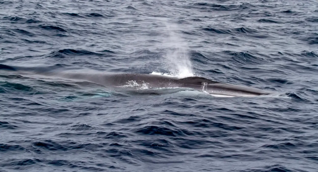 Un paquebot atteint l'Alaska avec une baleine à bosse morte à son avant, la NOAA évoque une possible grossesse.