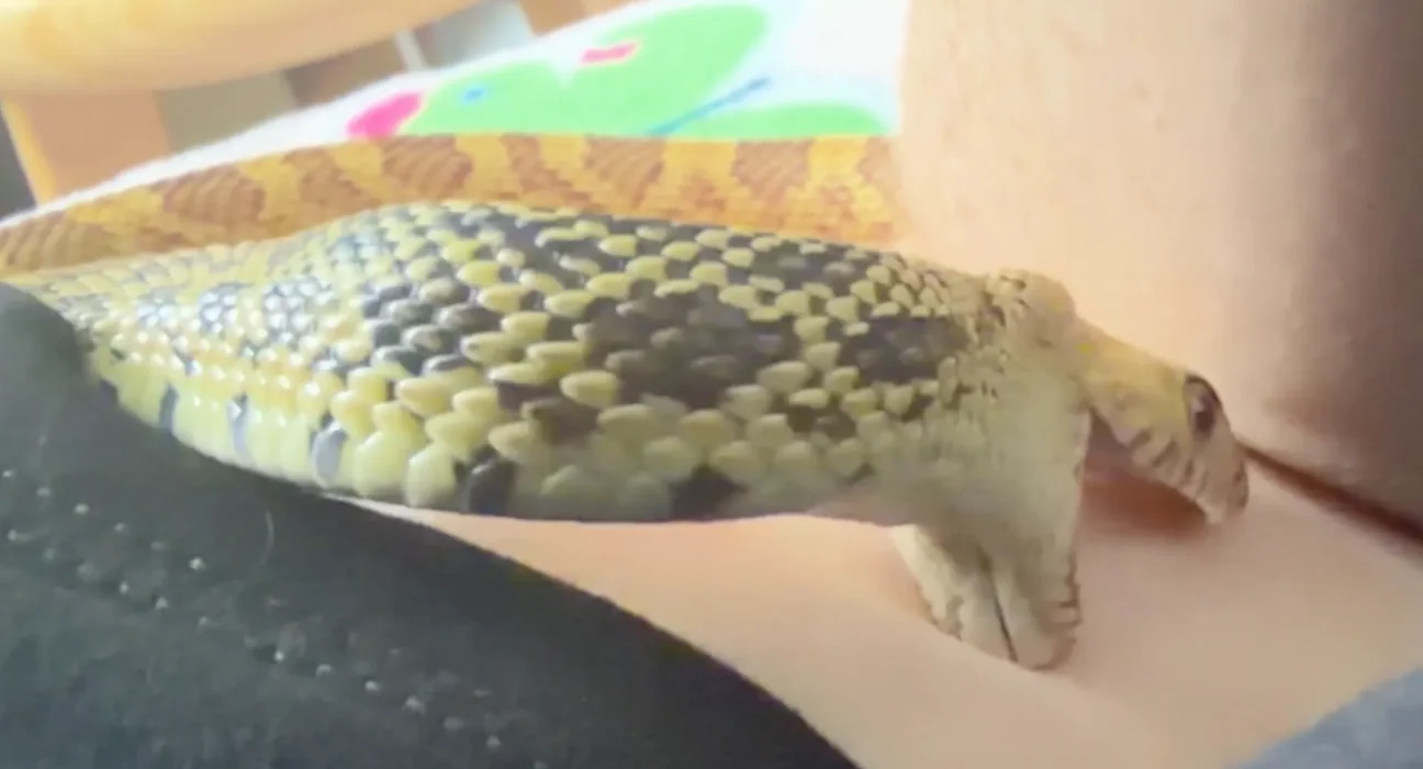 Un propriétaire de serpent découvre une explication étonnante au comportement étrange de son animal