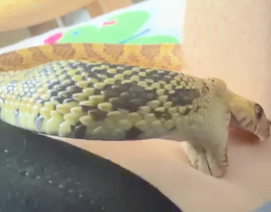 Un propriétaire de serpent découvre une explication étonnante au comportement étrange de son animal