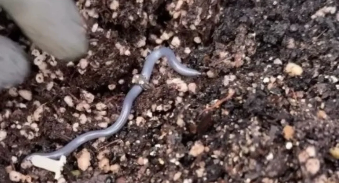 Un serpent miniature se reproduit par clonage, captivant les internautes dans une vidéo.