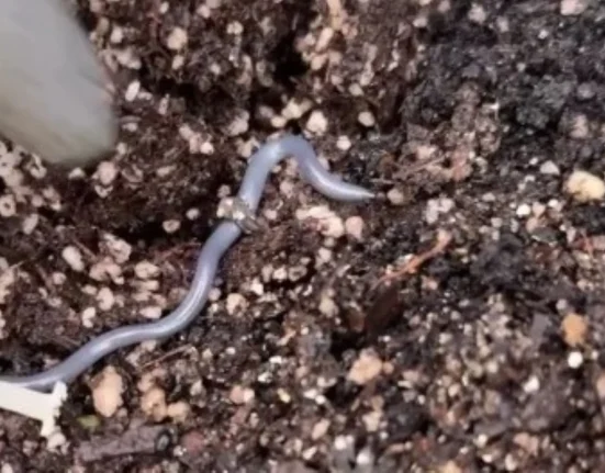 Un serpent miniature se reproduit par clonage, captivant les internautes dans une vidéo.