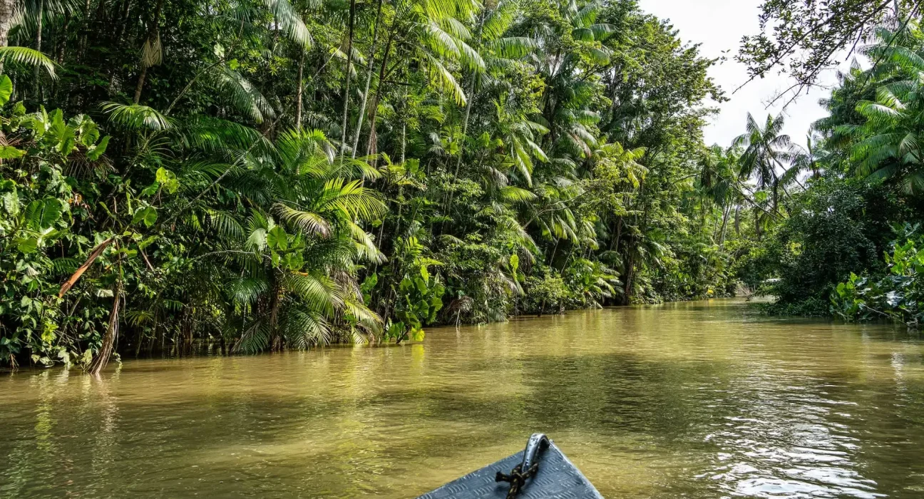 Un succès rare de conservation : le retour en force des mangroves à travers le monde