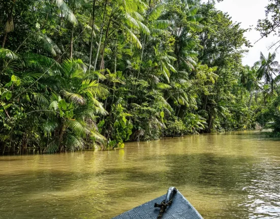 Un succès rare de conservation : le retour en force des mangroves à travers le monde
