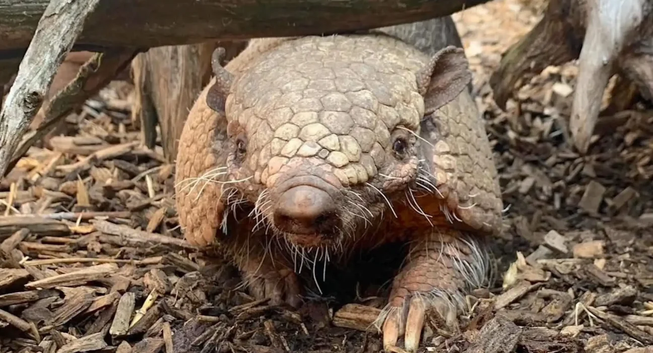Un zoo rend hommage à Dillon le tatou, star de la télévision, décédé à 19 ans.