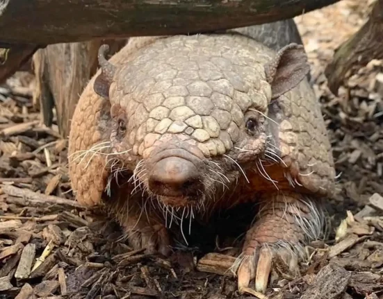 Un zoo rend hommage à Dillon le tatou, star de la télévision, décédé à 19 ans.