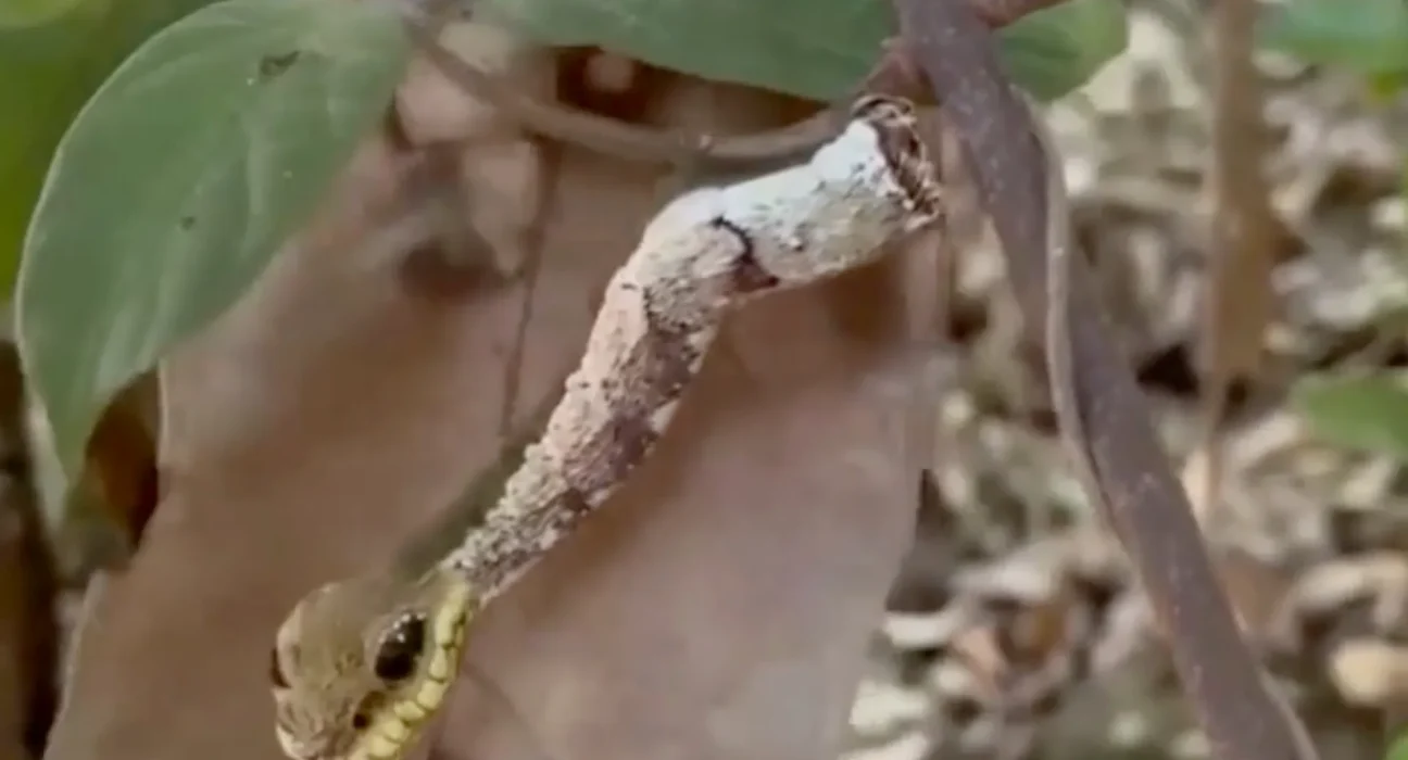 Une Chenille Impressive : La Transformation de Sa Queue en Tête de Serpent pour Effrayer Ses Prédateurs