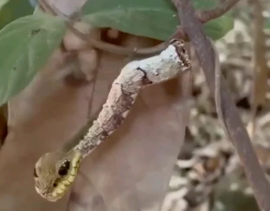 Une Chenille Impressive : La Transformation de Sa Queue en Tête de Serpent pour Effrayer Ses Prédateurs