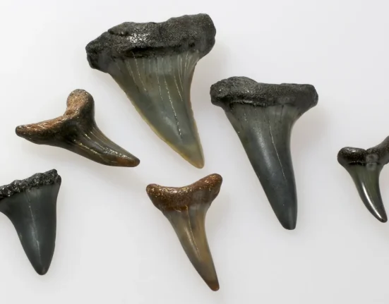 Une Dent de Requin Enfouie dans un Crâne de Baleine Ancien de 5 Millions d'Années Révèle un Écosystème Prédatorial de la Mer du Nord