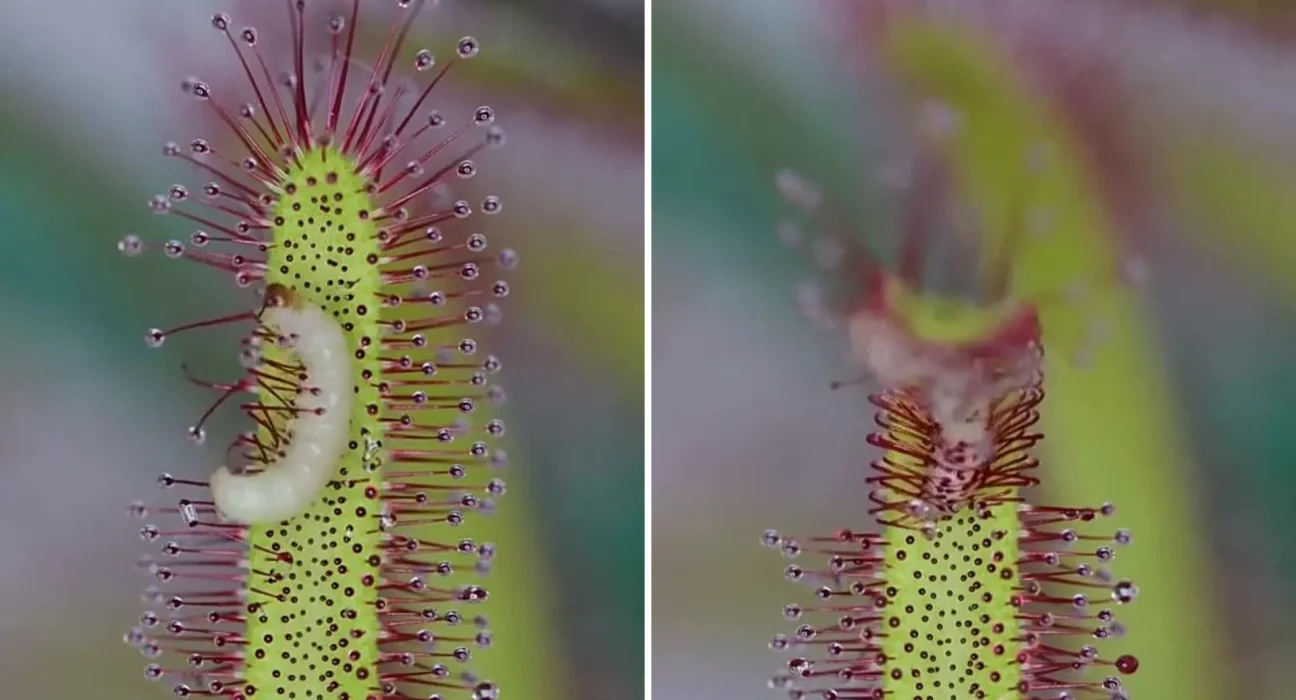 Une Drosera Captive : La Danse Mortelle d'un Ver Échappé