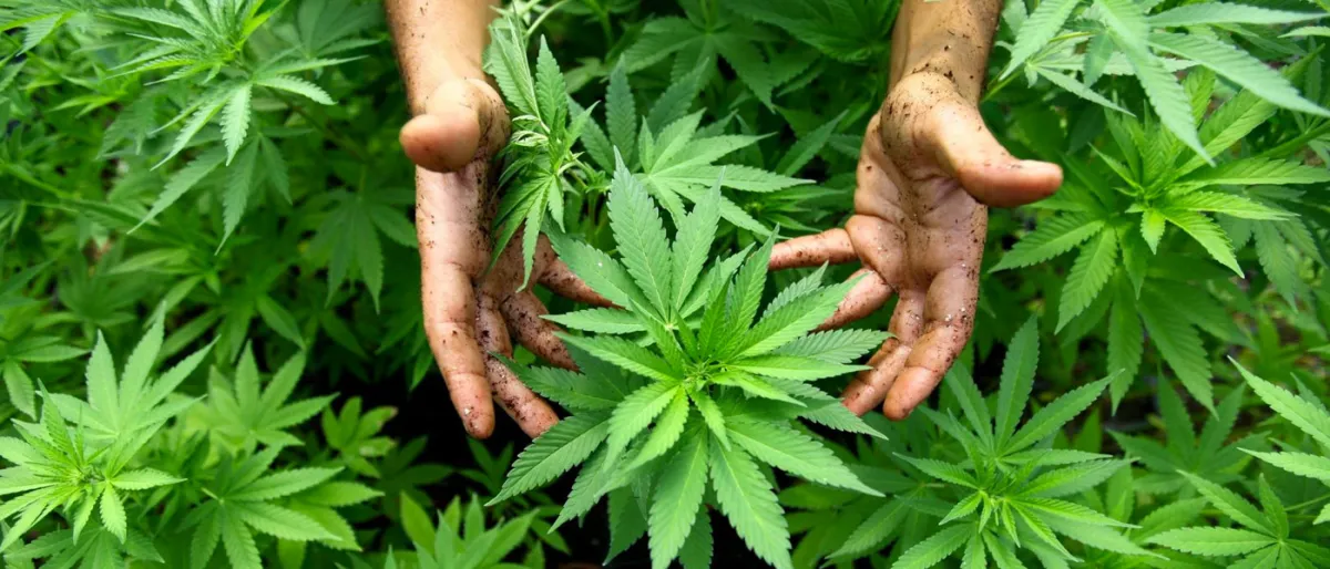 Une Entreprise Pharmaceutique Intègre Officiellement le Cannabis dans le Traitement des Maladies.