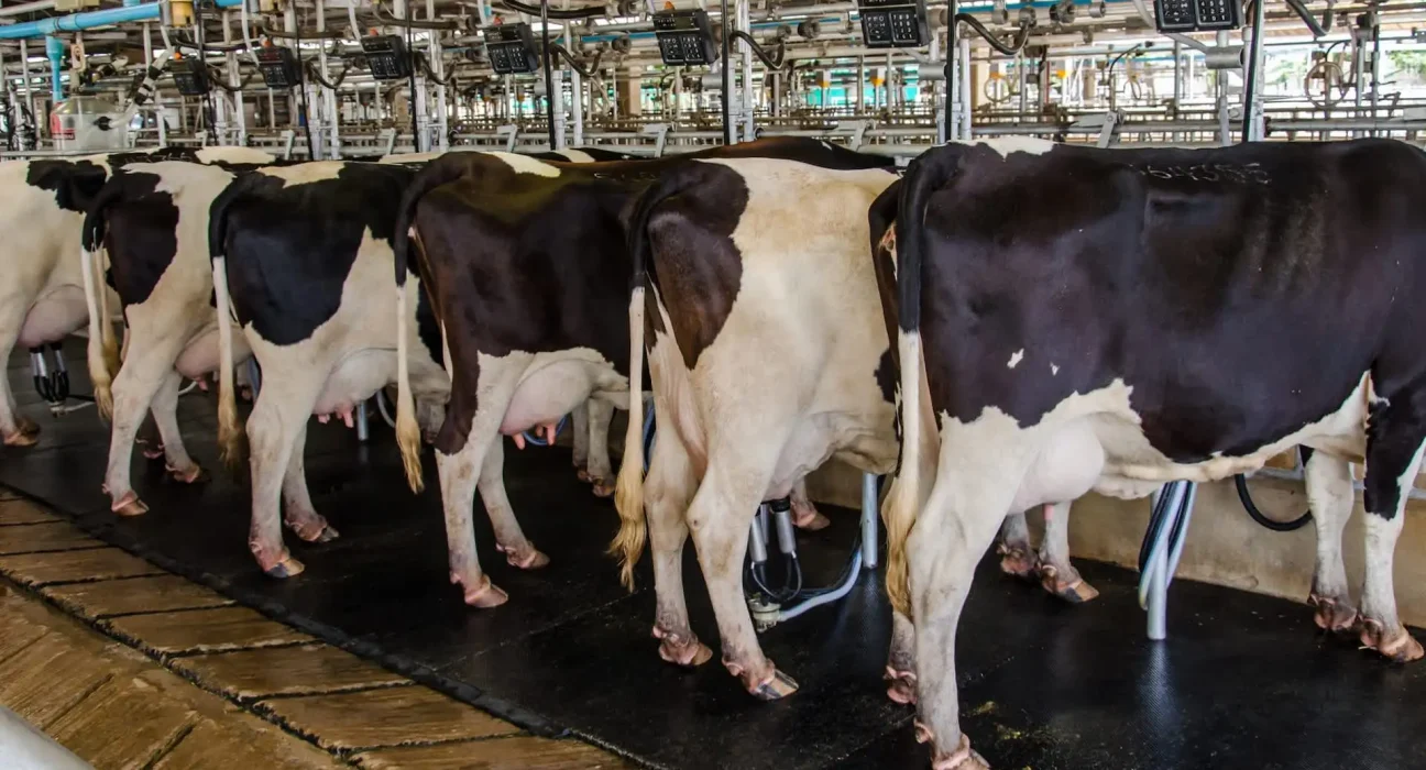 Une Équipe de Pittsburgh Dévoile Pourquoi le H5N1 Cible les Mamelles des Vaches Américaines Plutôt que leurs Poumons