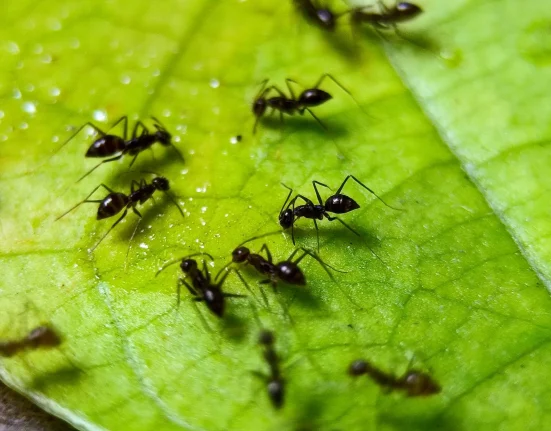 Une Fourmi Asiatique Piquante et Mortelle S'Impose dans 22 États, Surpassant Même les Fourmis de Feu