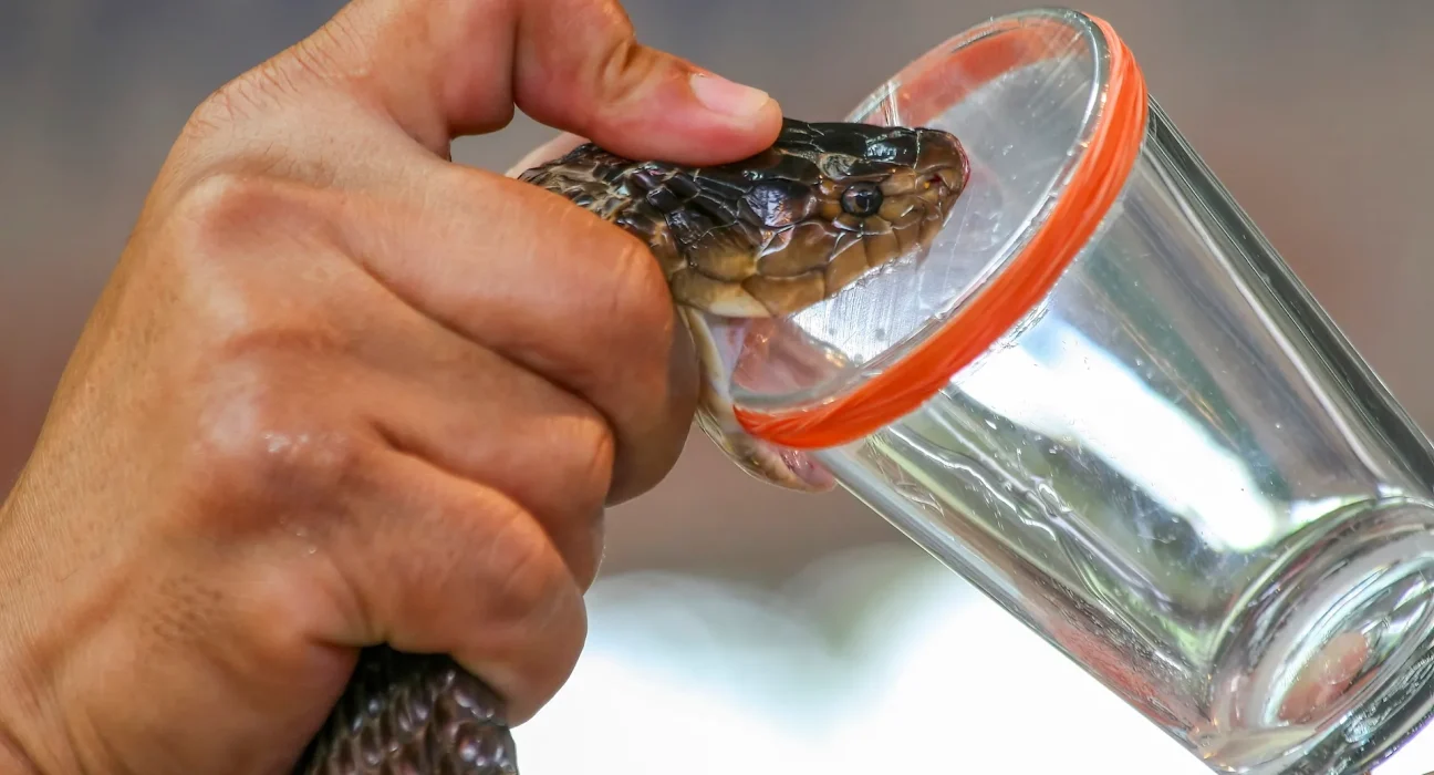 Une Goutte de Venin de Viper : La Coagulation du Sang Humain en Quelques Secondes
