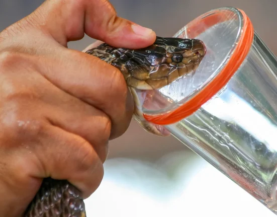 Une Goutte de Venin de Viper : La Coagulation du Sang Humain en Quelques Secondes
