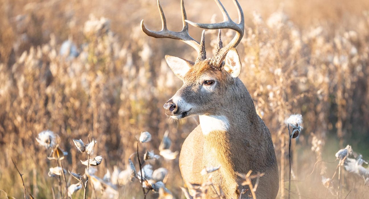 Une Maladie Mortelle du Cerf Pourrait Se Propager de Manières Inattendues.
