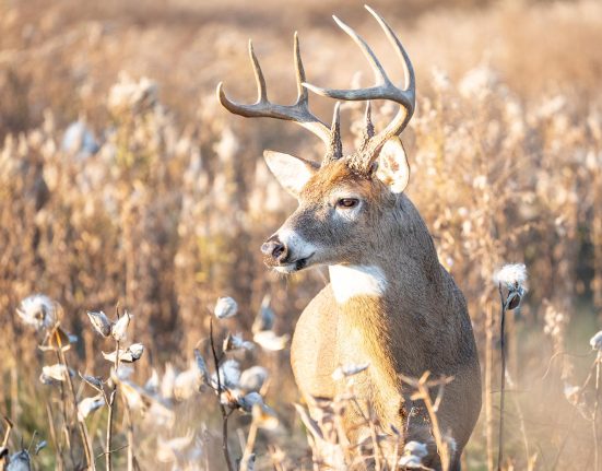 Une Maladie Mortelle du Cerf Pourrait Se Propager de Manières Inattendues.