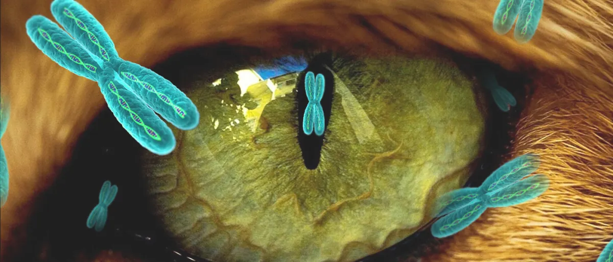 Une Révolution Visuelle : L'Édition Génétique comme Clé de la Récupération de la Vue