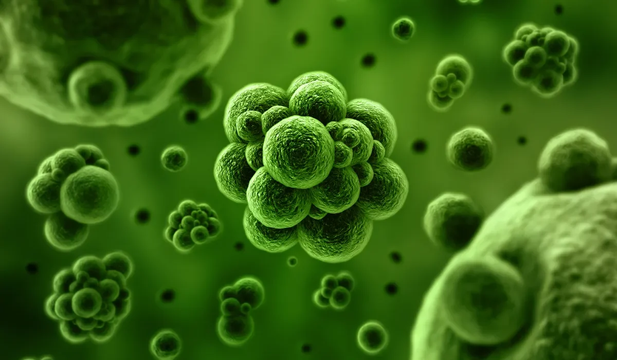 Une Solution pour le Diabète ? Identification des Bactéries Staphylocoques comme Cause Potentielle.
