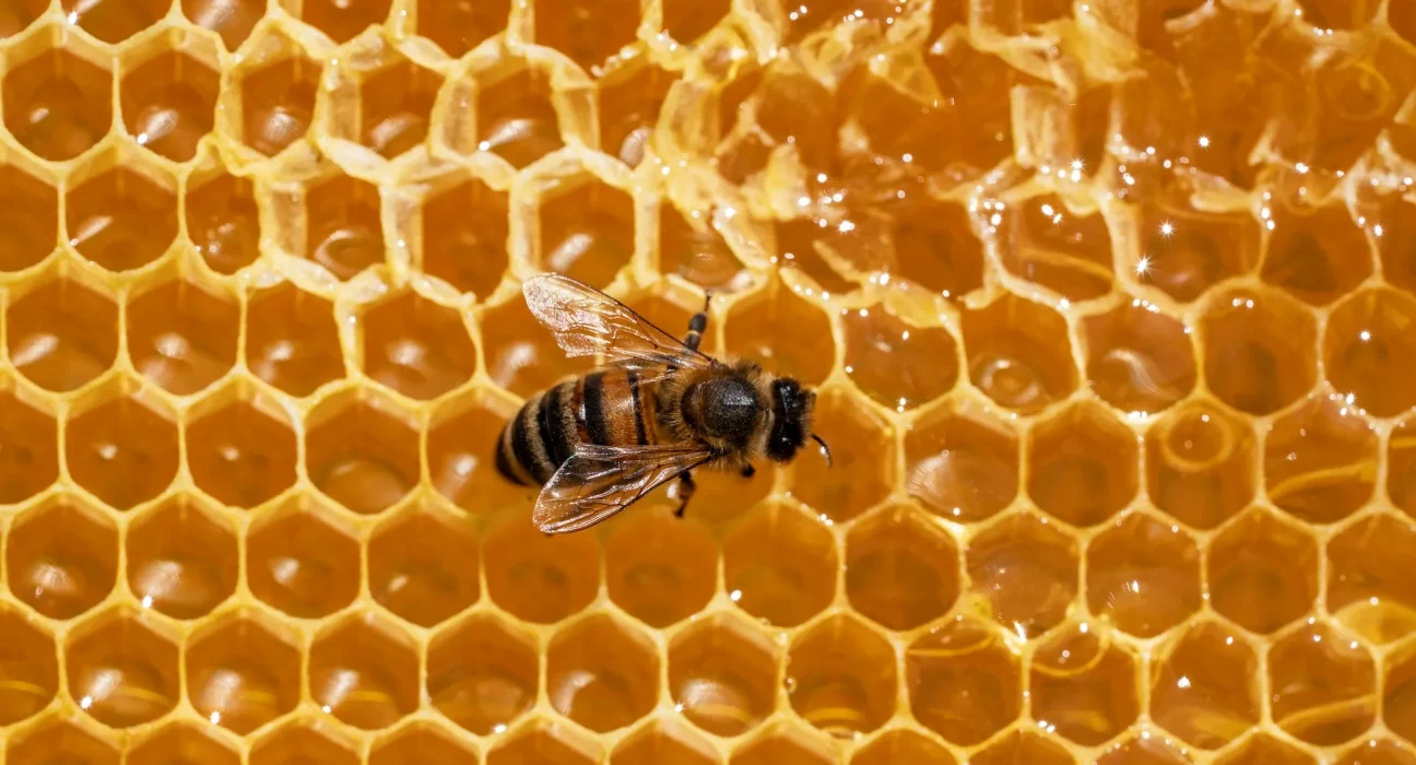 Une abeille ouvrière produit seulement 1/12 de cuillère à café de miel au cours de sa vie — et il en faut des milliers pour remplir un pot.