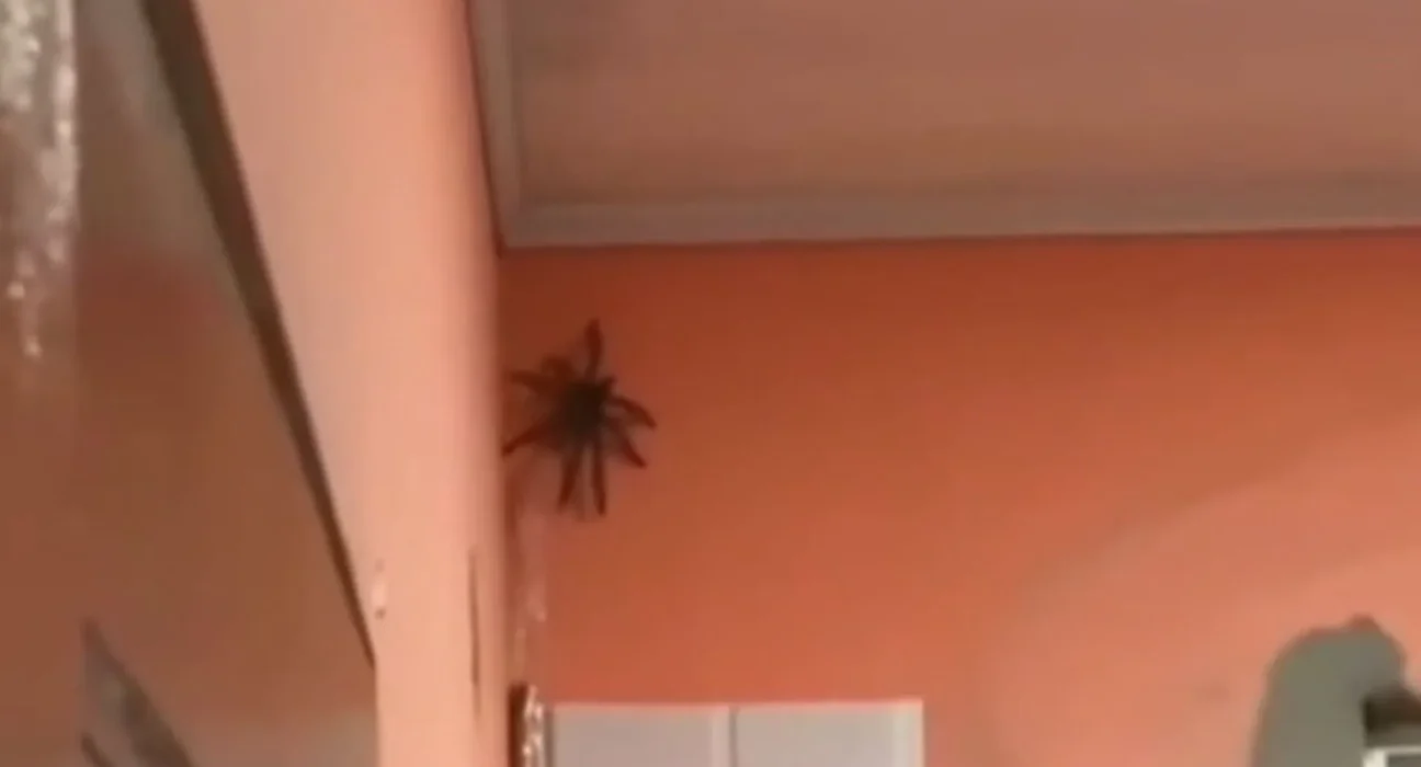 Une araignée géante sidère les utilisateurs de Reddit.