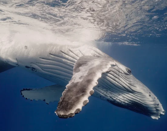 Une baleine à bosse émerge et semble croiser le regard du vidéaste.