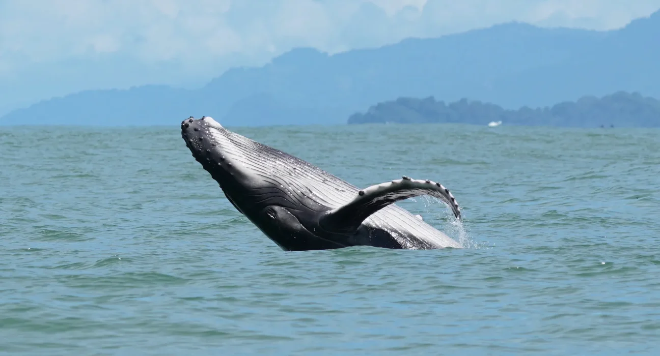 Une baleine 'casanière' effectue un incroyable voyage de 6 400 km jusqu'en Inde.