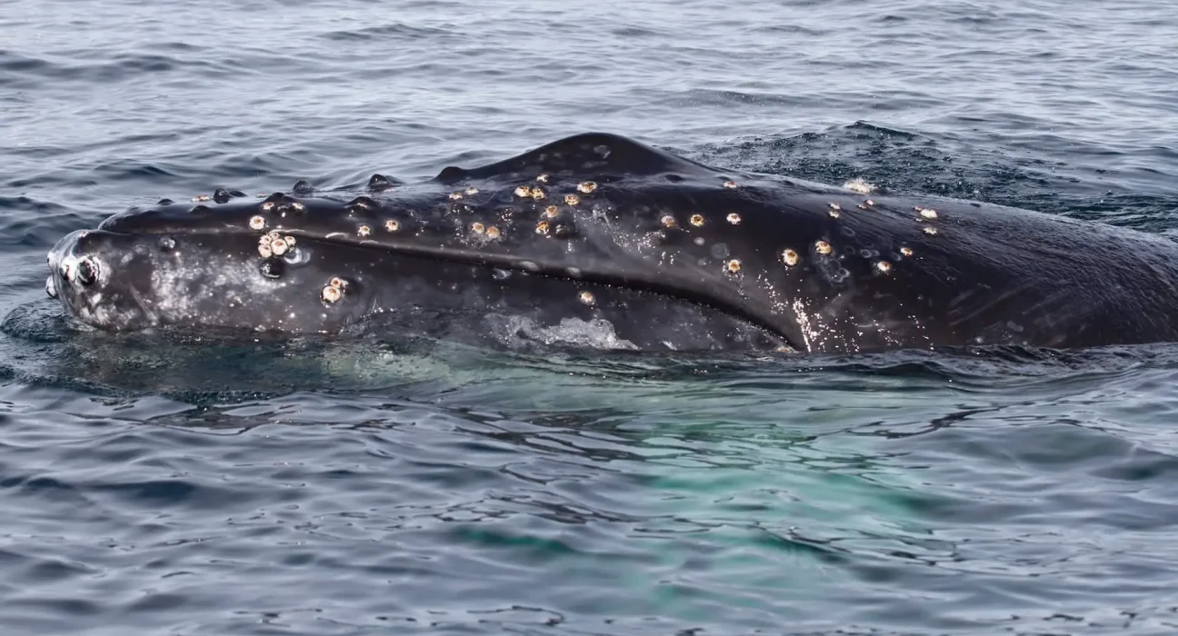 Une baleine qui a captivé l'Allemagne aurait succombé peu après une tentative de sauvetage en direction de la mer Baltique.