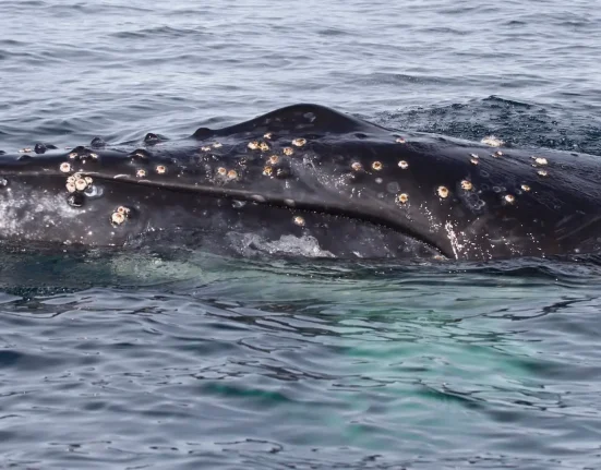 Une baleine qui a captivé l'Allemagne aurait succombé peu après une tentative de sauvetage en direction de la mer Baltique.