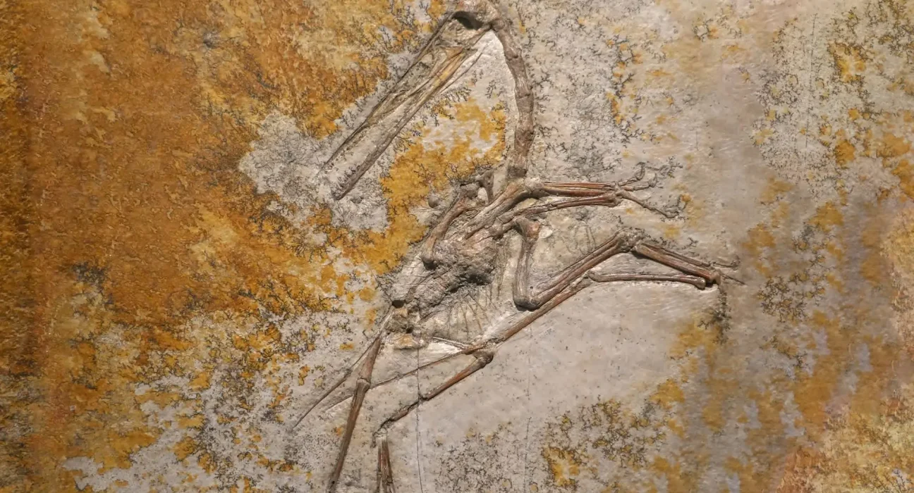 Une découverte surprenante : un os d'oiseau donné révèle l'existence d'un paon de l'Âge de glace méconnu à Taïwan.