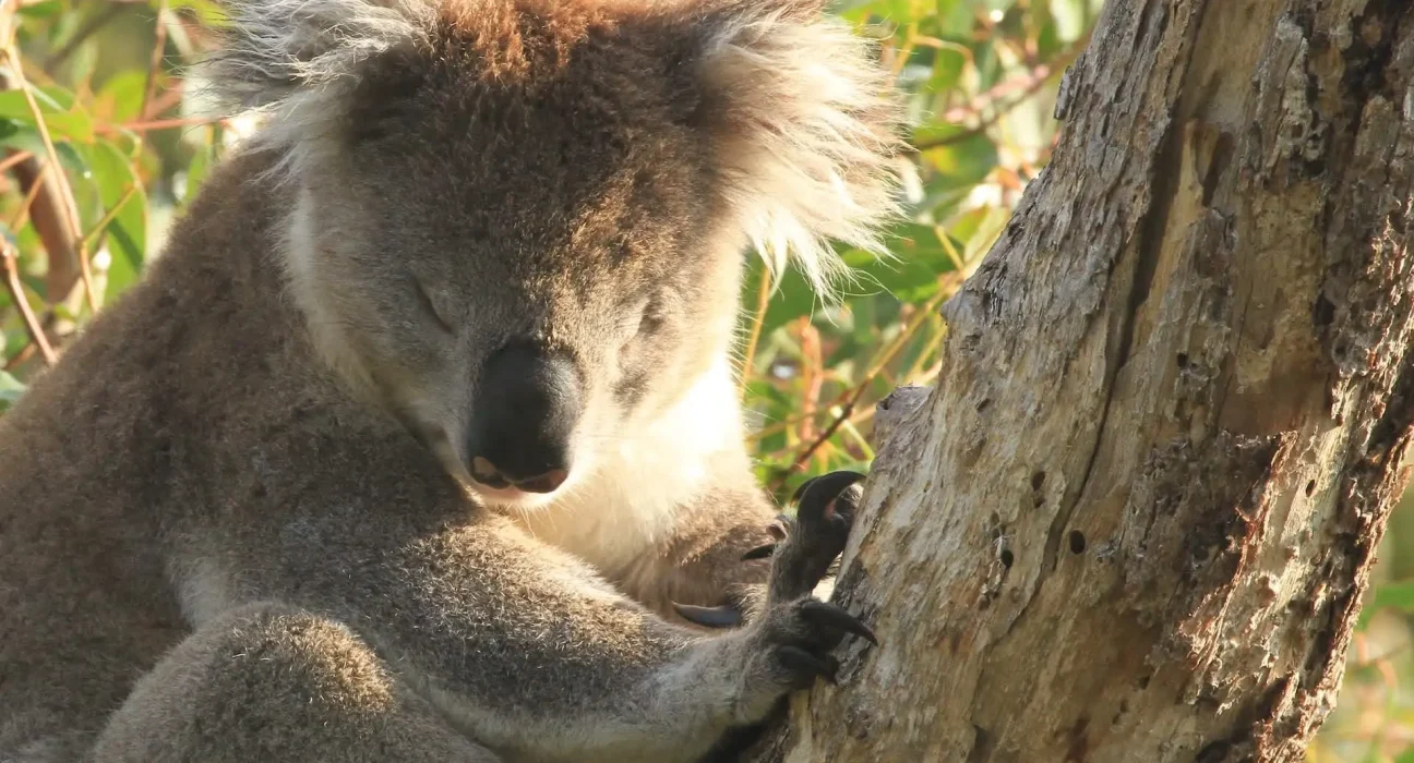 Une étude ADN révèle que l'effondrement des koalas a débuté il y a 100 000 ans, bien avant l'arrivée des humains.