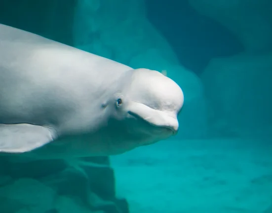 Une étude ADN révèle une stratégie inattendue d'échange de partenaires chez les bélugas d'Alaska pour échapper à l'endogamie.