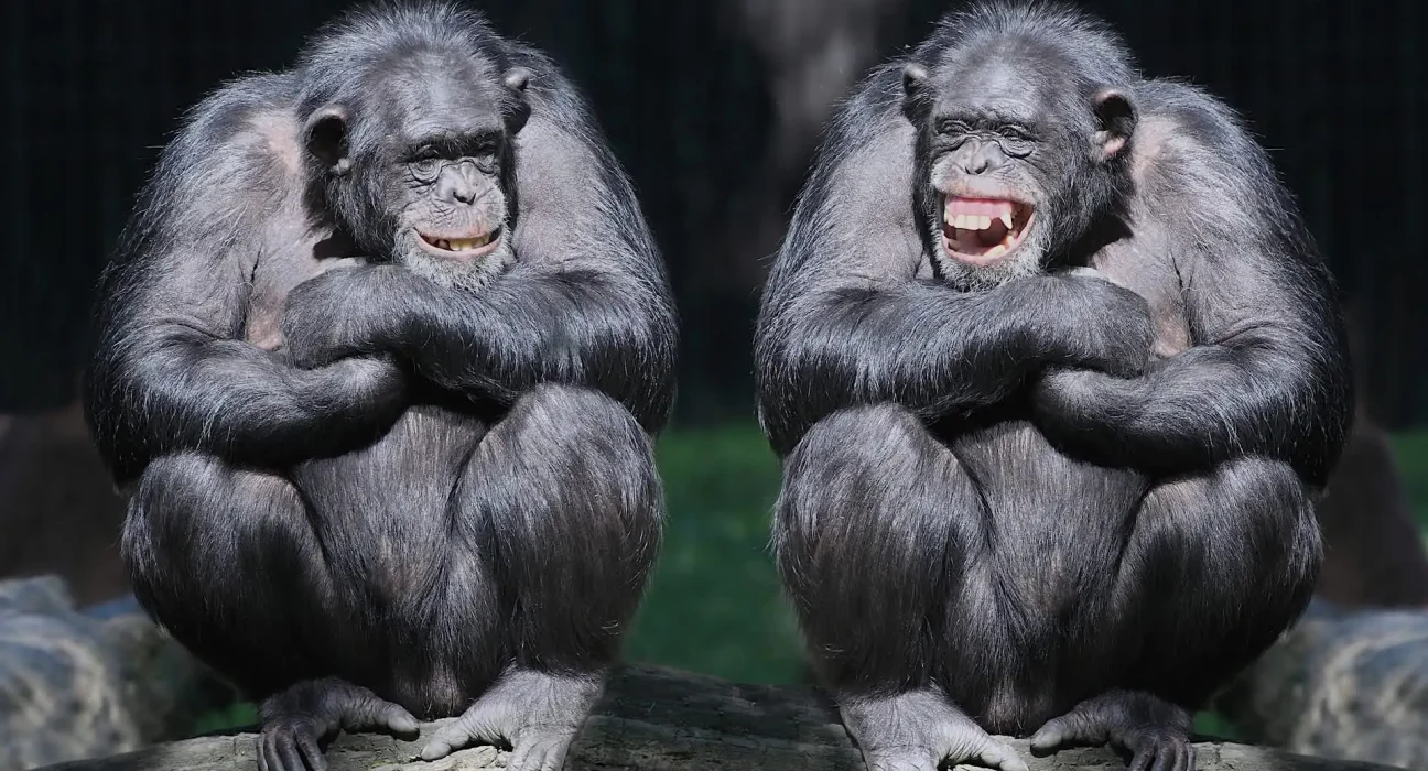 Une étude britannique révèle que les humains et les grands singes rient de la même façon depuis 15 millions d'années