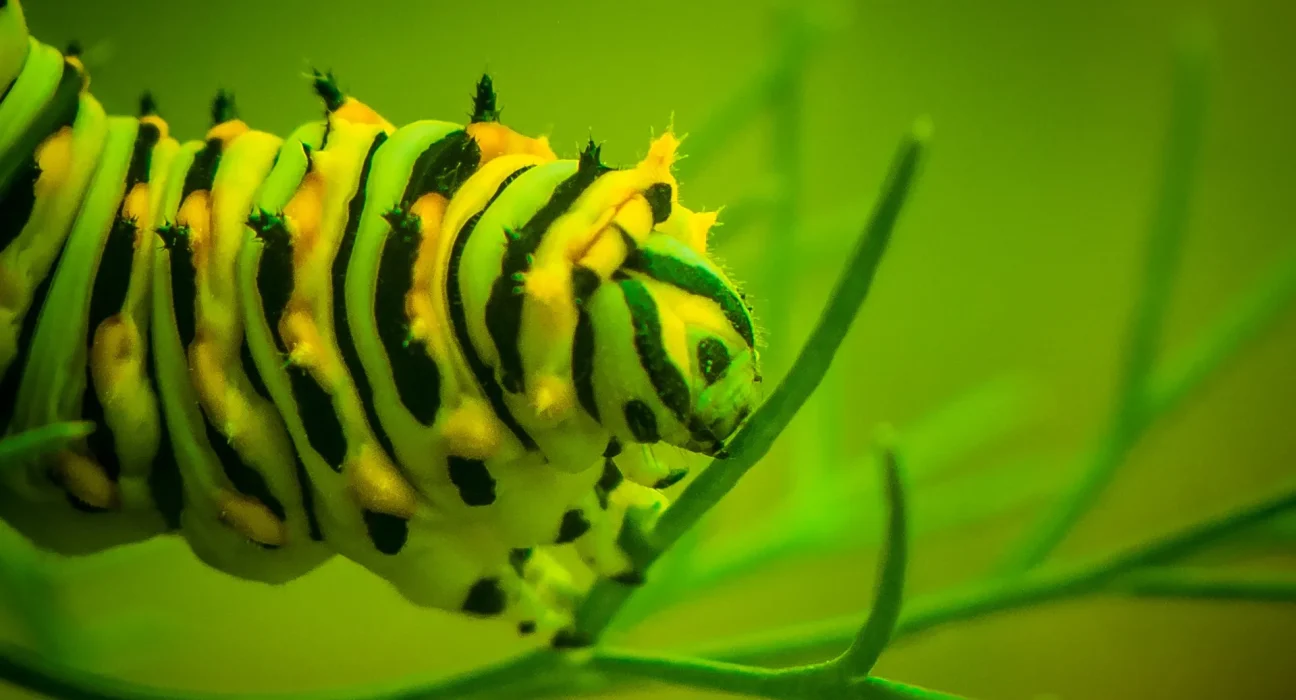Une étude mondiale révèle que les chenilles de papillons sont les plus sélectives dans les zones les plus riches en plantes.