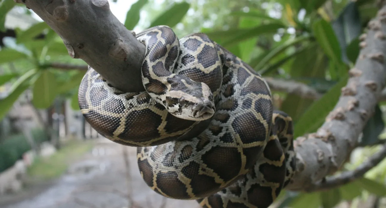Une étude révèle l'impact des pythons birmans sur la chimie des sols des Everglades