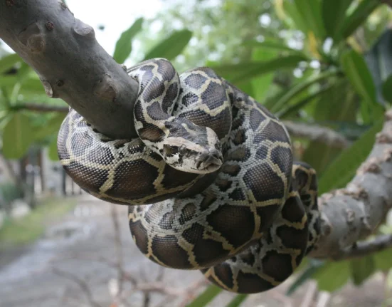 Une étude révèle l'impact des pythons birmans sur la chimie des sols des Everglades
