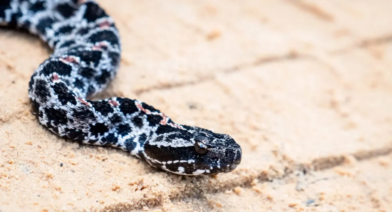 « Une étude révèle que des infections cachées menacent l'extinction de certaines espèces de serpents dans le Sud-Est »