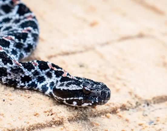 « Une étude révèle que des infections cachées menacent l'extinction de certaines espèces de serpents dans le Sud-Est »