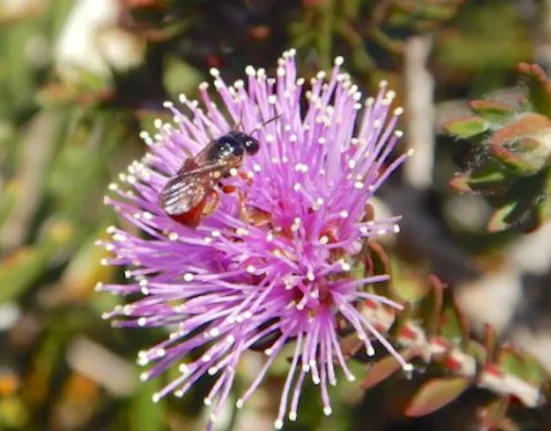 Une étude révèle que les abeilles australiennes nichant dans les tiges de fleurs pourraient être particulièrement sensibles à l'augmentation des températures.