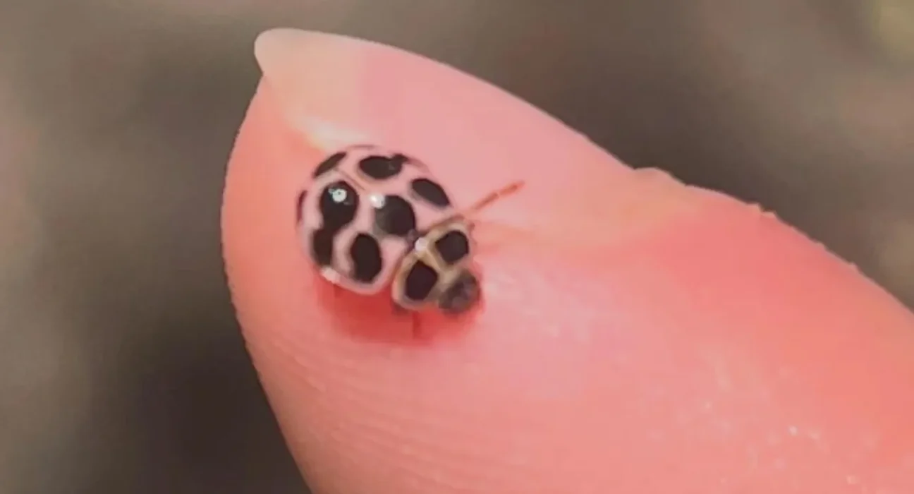 Une femme du Minnesota sauve et immortalise un coccinelle rose pâle