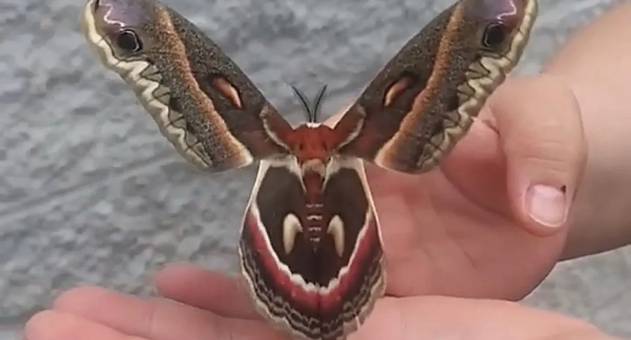 Une femme émerveillée découvre son tatouage de papillon préféré prendre vie