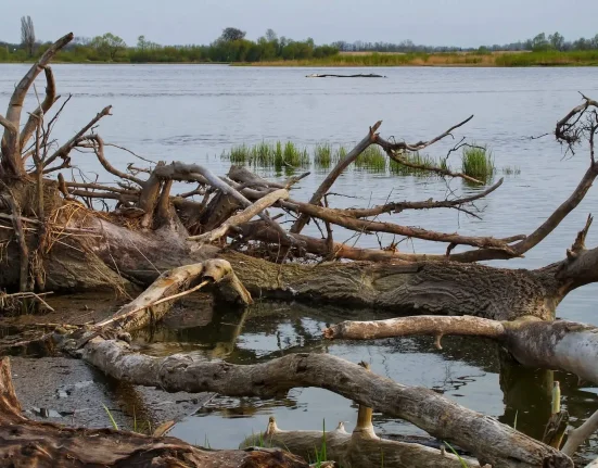 Une hache préhistorique découverte par la Vistule, confondue avec du bois flotté