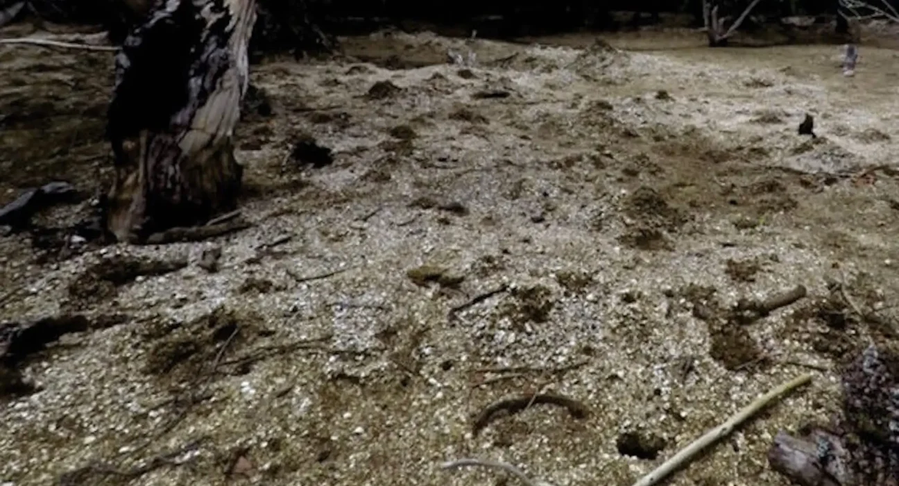 Une île de Fidji entourée de mangroves pourrait être issue de déchets maritimes anciens, selon des chercheurs.