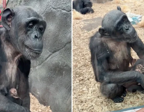 Une mère chimpanzé allaite son nouveau-né et s'approche d'un bébé humain derrière la vitre.