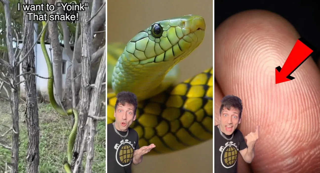 Une morsure de boomslang peut provoquer des saignements plusieurs heures après, avertit un spécialiste de la faune.