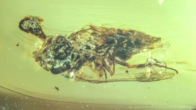 Une mouche vieille de 99 millions d'années préservée dans l'ambre révèle le mystère d'un champignon 'zombie' qui parasitait les insectes.
