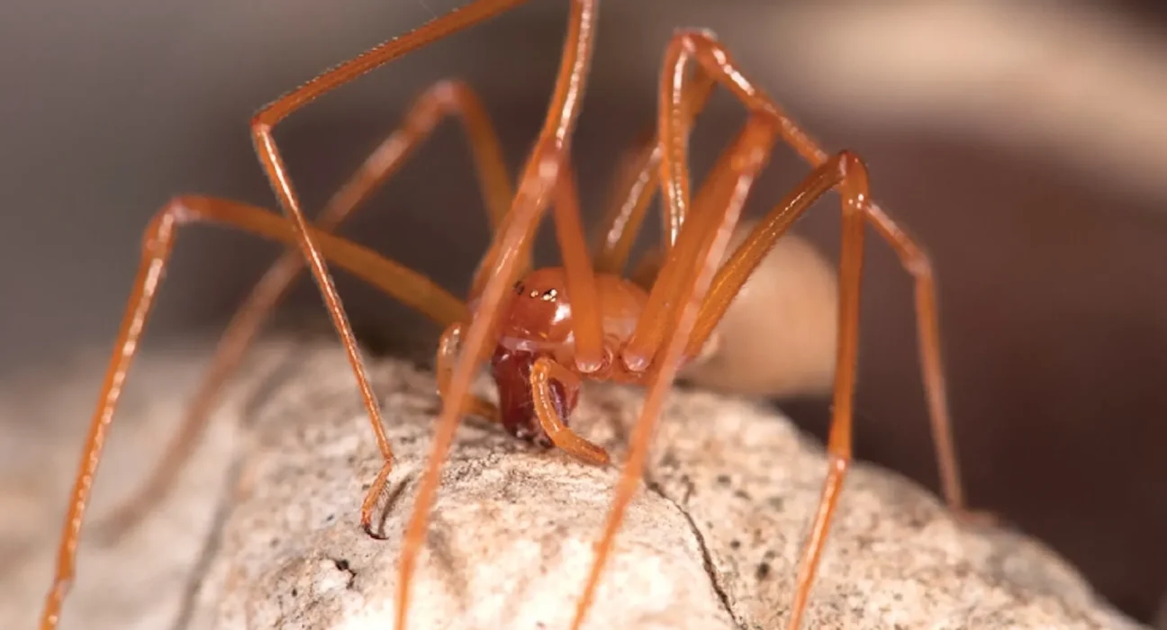 Une nouvelle araignée pour la science : cérémonie de nomination en Oregon avec l'aide des habitants.