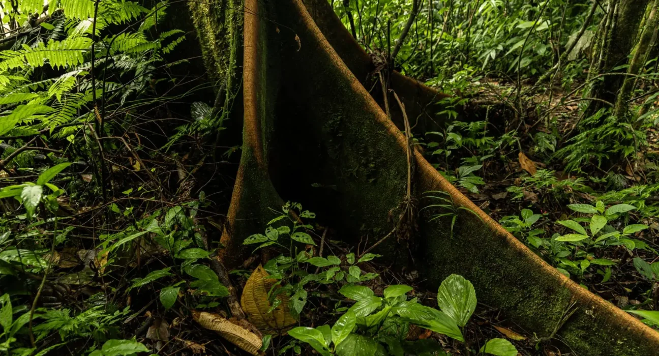 Une nouvelle espèce d'Amazonie imite un champignon infectant des araignées, initialement pris pour un champignon.